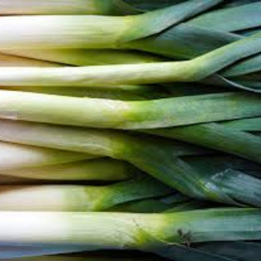 Leek Seeds Allium ampeloprasum Garden Seeds, 50+ Fresh Live Plant, Cutting, or Starter Plant for Salad Garnish