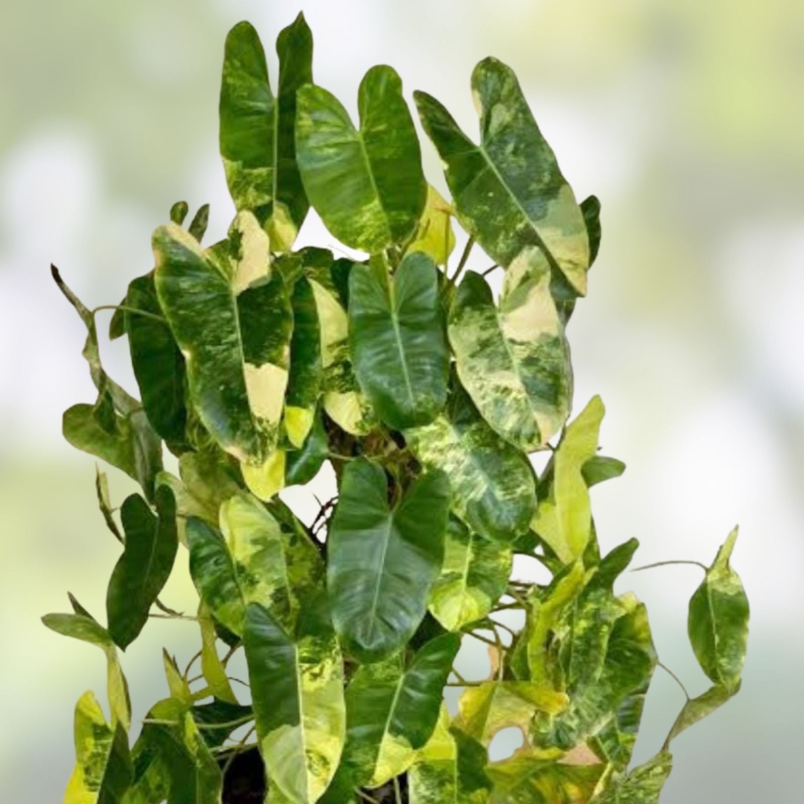 Philodendron Burle Marx Live Plant Cutting Indoor Houseplant Easy to Grow Rooted Starter