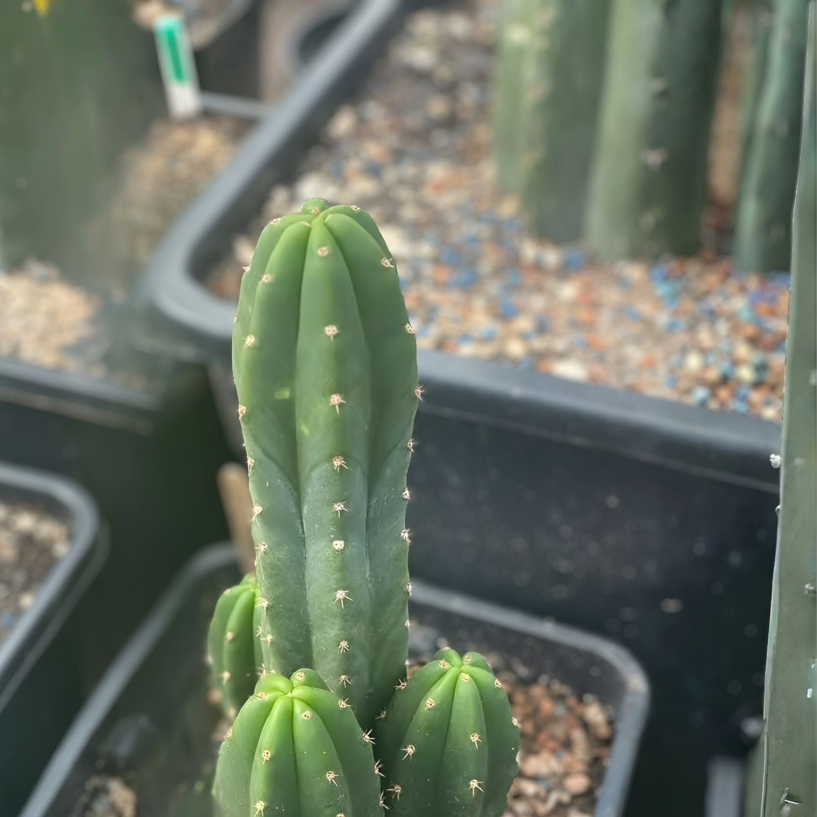 Cereus Cactus Cutting Hybrid Juuls Giant x Macrogonus Live Succulent Indoor Plant 10.5"