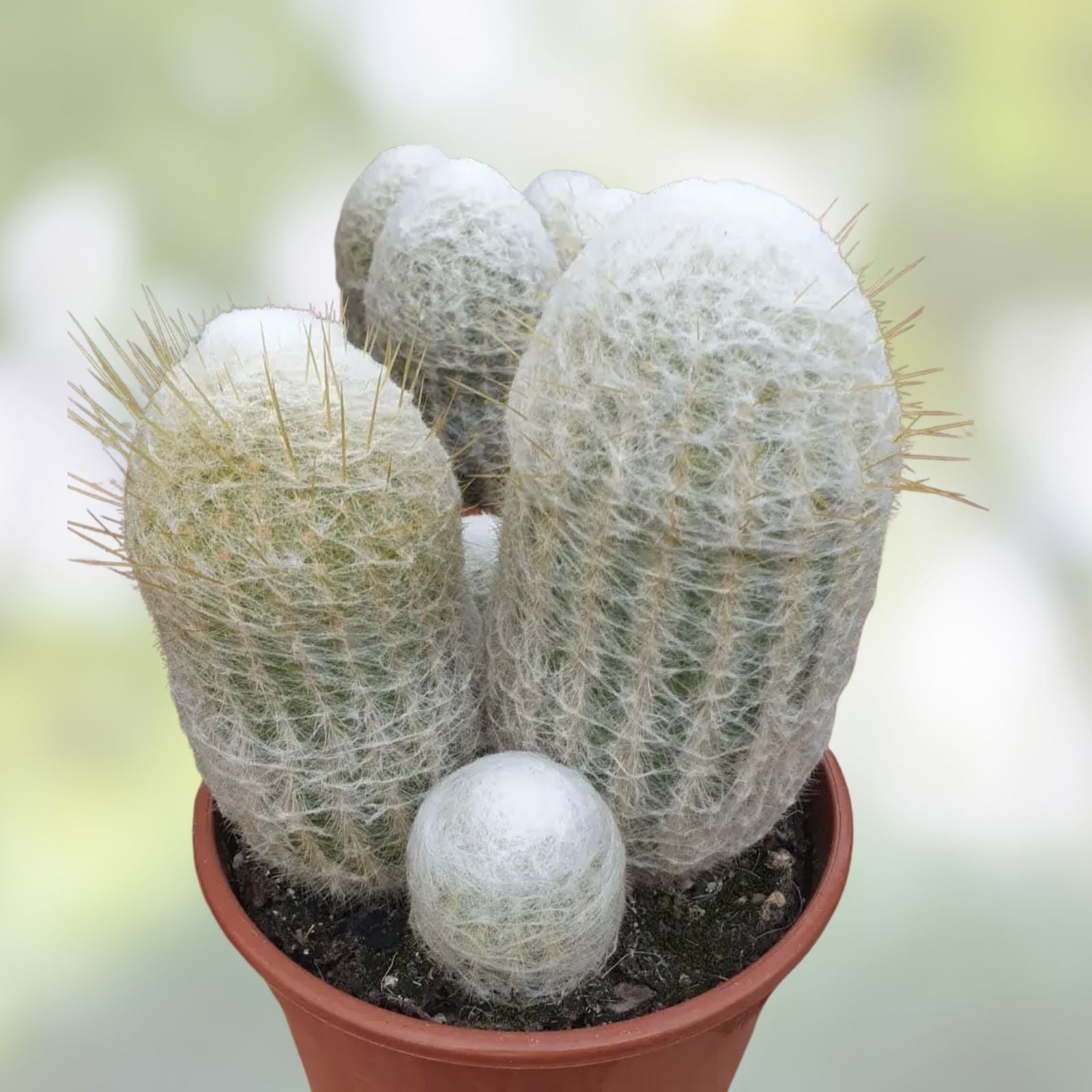 Espostoa lanata Old Man of the Mountain Cactus 3.5" Live Succulent Desert Plant, Unique Houseplant, Bare Root, Starter Plant
