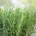 Rosemary Clippings 10 Fresh Cuttings Aromatic Culinary Herb Rosmarinus officinalis Live Plant Starter