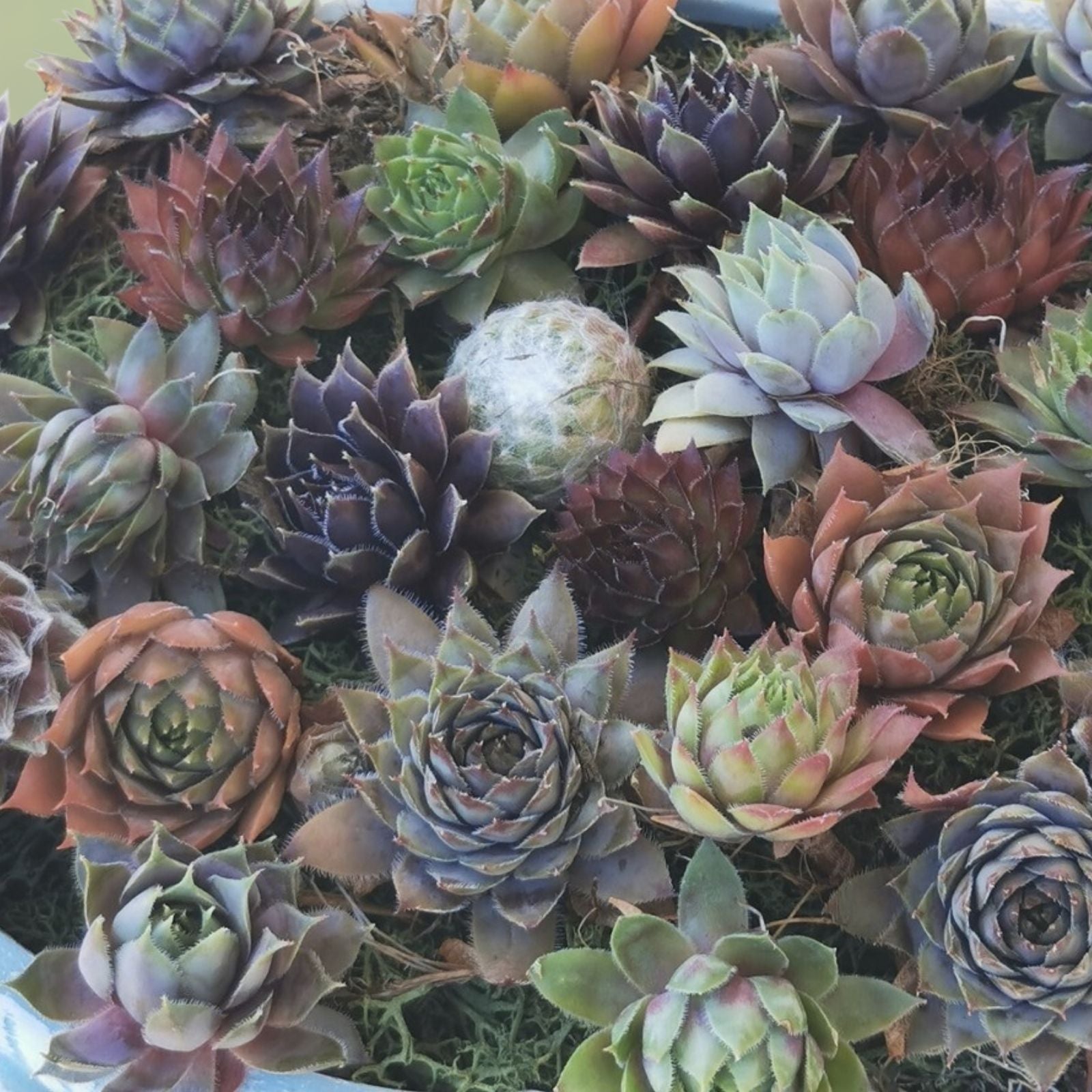 Baby Sempervivum Plants 10 Varieties Hens & Chicks Succulents Live Plant Collection