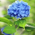 Blue Hydrangea macrophylla Live Plant Cutting 3-8" Tall Garden Flower Bare Root Starter Plant