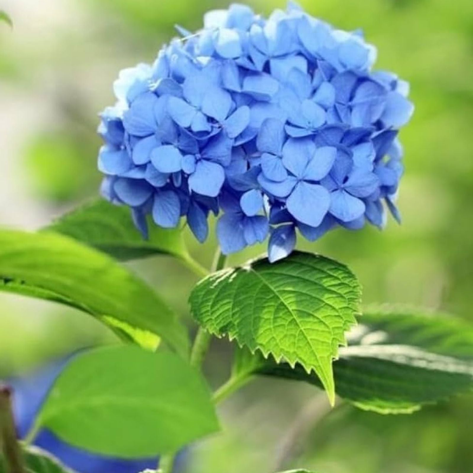 Blue Hydrangea macrophylla Live Plant Cutting 3-8" Tall Garden Flower Bare Root Starter Plant