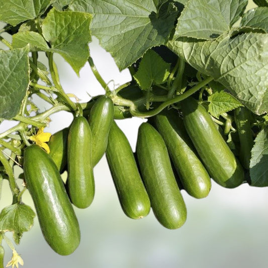 Organic Mini-Me Cucumber Seeds for Planting | Mini Cucumbers | Cucumis sativus | Live Plant or Cutting
