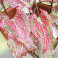 Caladium Bulbs for Planting – 2 Bulbs – Fancy Varieties – Easy & Fast Growing – Caladium bicolor – BloomHavenNursery