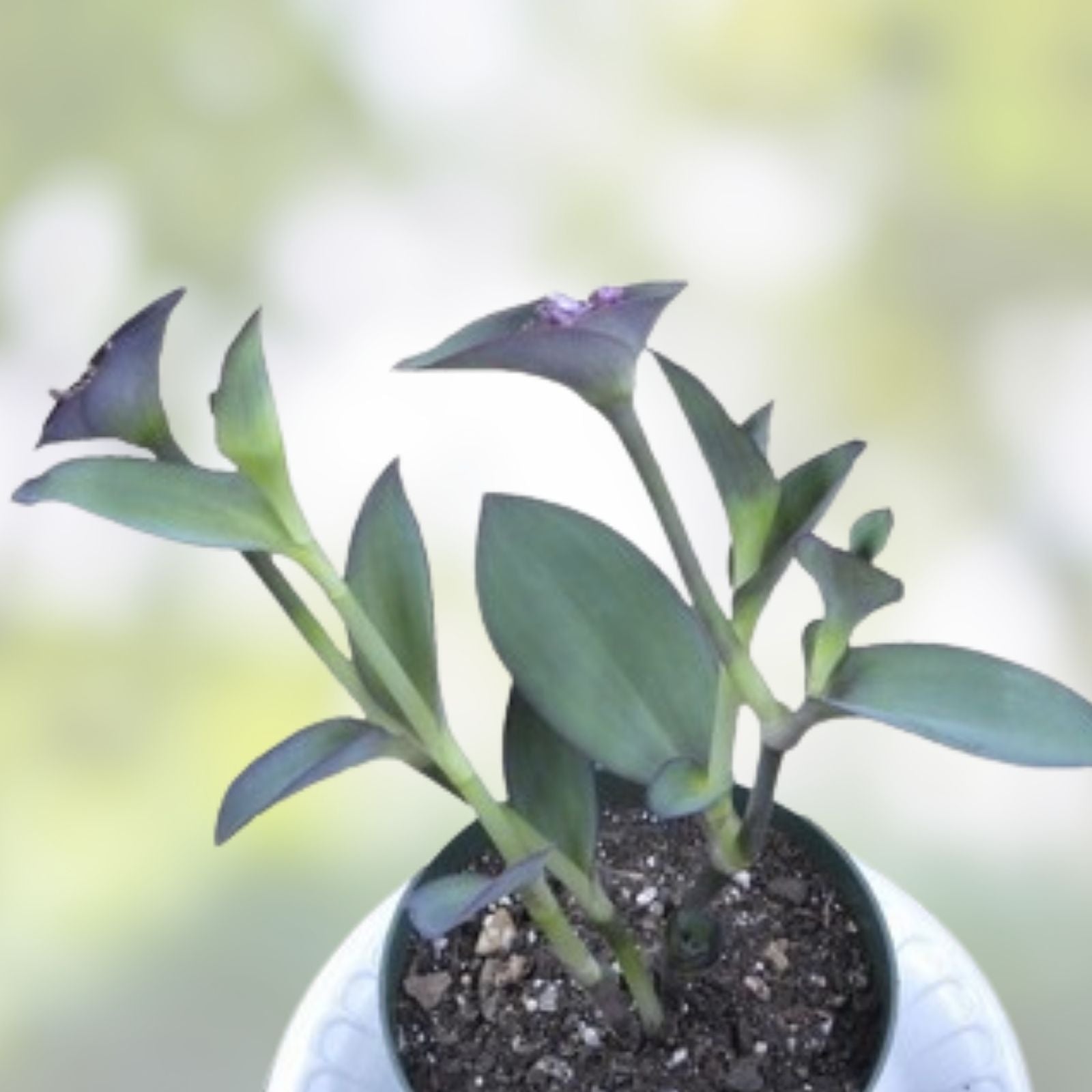 Variegated Tradescantia Blushing Bride Cuttings - 3 Wandering Jew Indoor Houseplants - Rare Indoor Plant - Fresh Stock