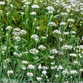 Garlic Chives Seeds 12oz Allium tuberosum Edible Herb Microgreens Culinary Garnish Organic Planting