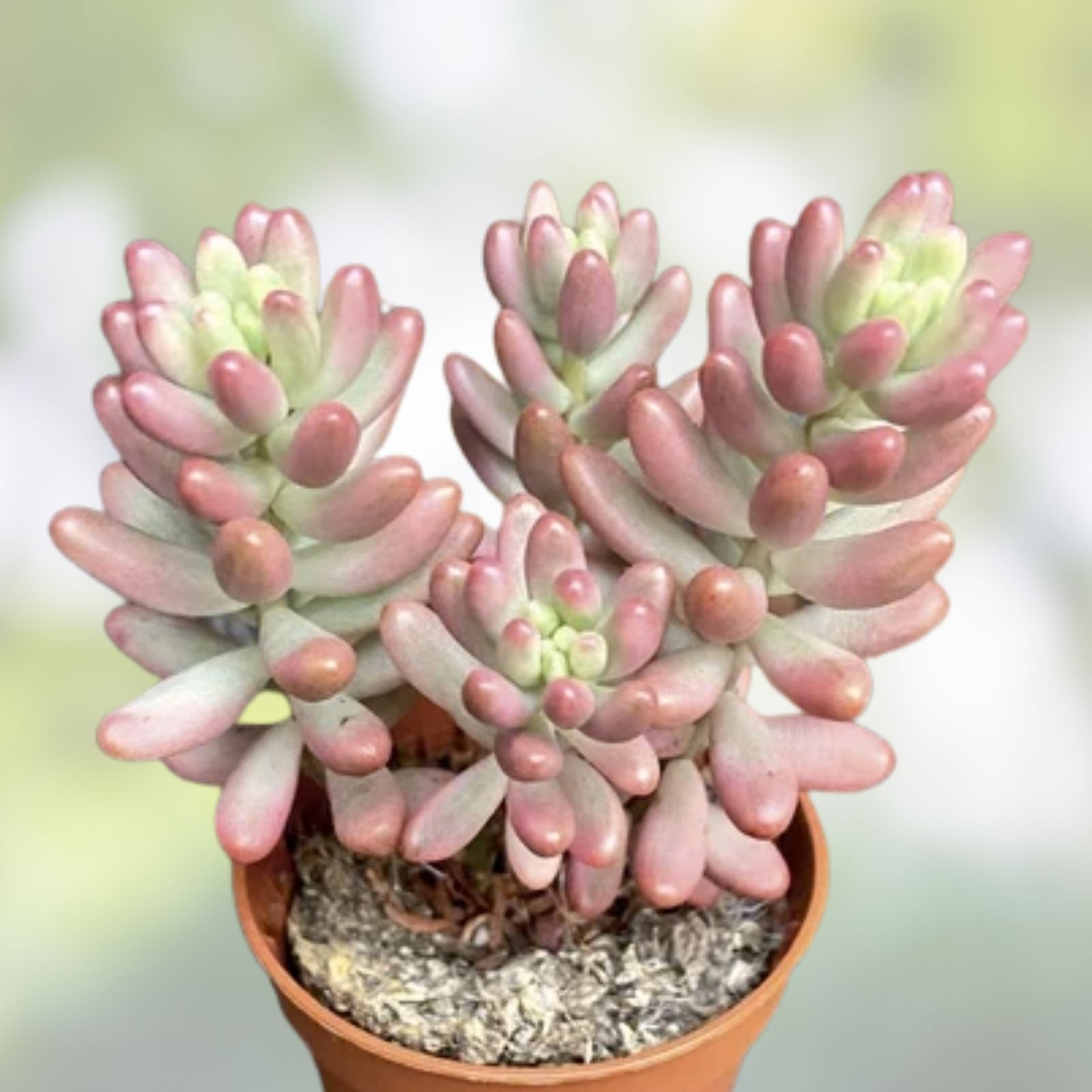 Sedum Rubrotinctum Aurora Pink Jelly Bean Variegated Succulent Cutting - Rare Live Houseplant, New Harvest Quality