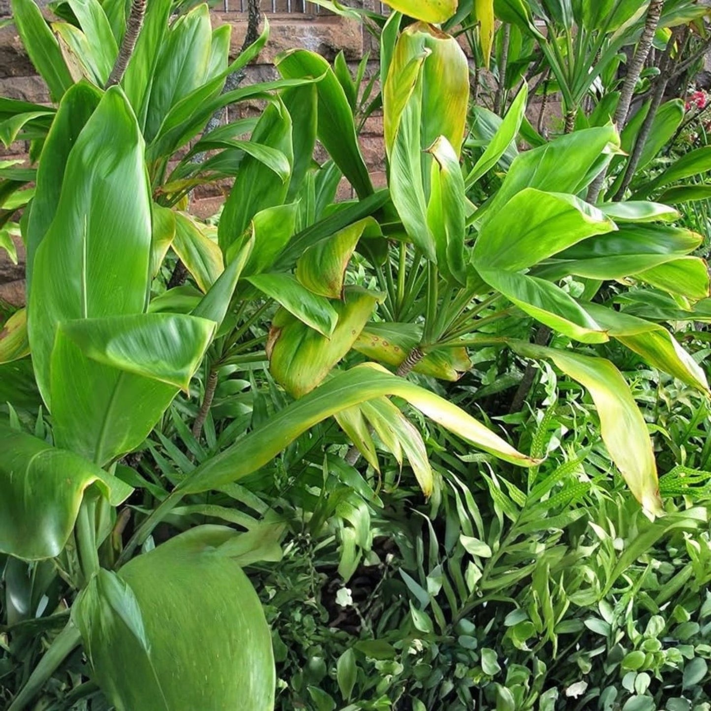 Hawaiian Green Ti Leaf Live Cuttings 6-Inch Starter Logs x6 Cordyline fruticosa Tropical Plant Propagation