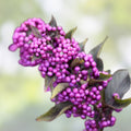 10 Live Organic Callicarpa americana Beauty Berry Bush Cuttings – Native, Non-GMO, Ornamental Berry-Producing Shrubs