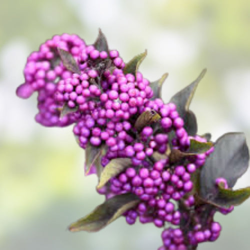 10 Live Organic Callicarpa americana Beauty Berry Bush Cuttings – Native, Non-GMO, Ornamental Berry-Producing Shrubs