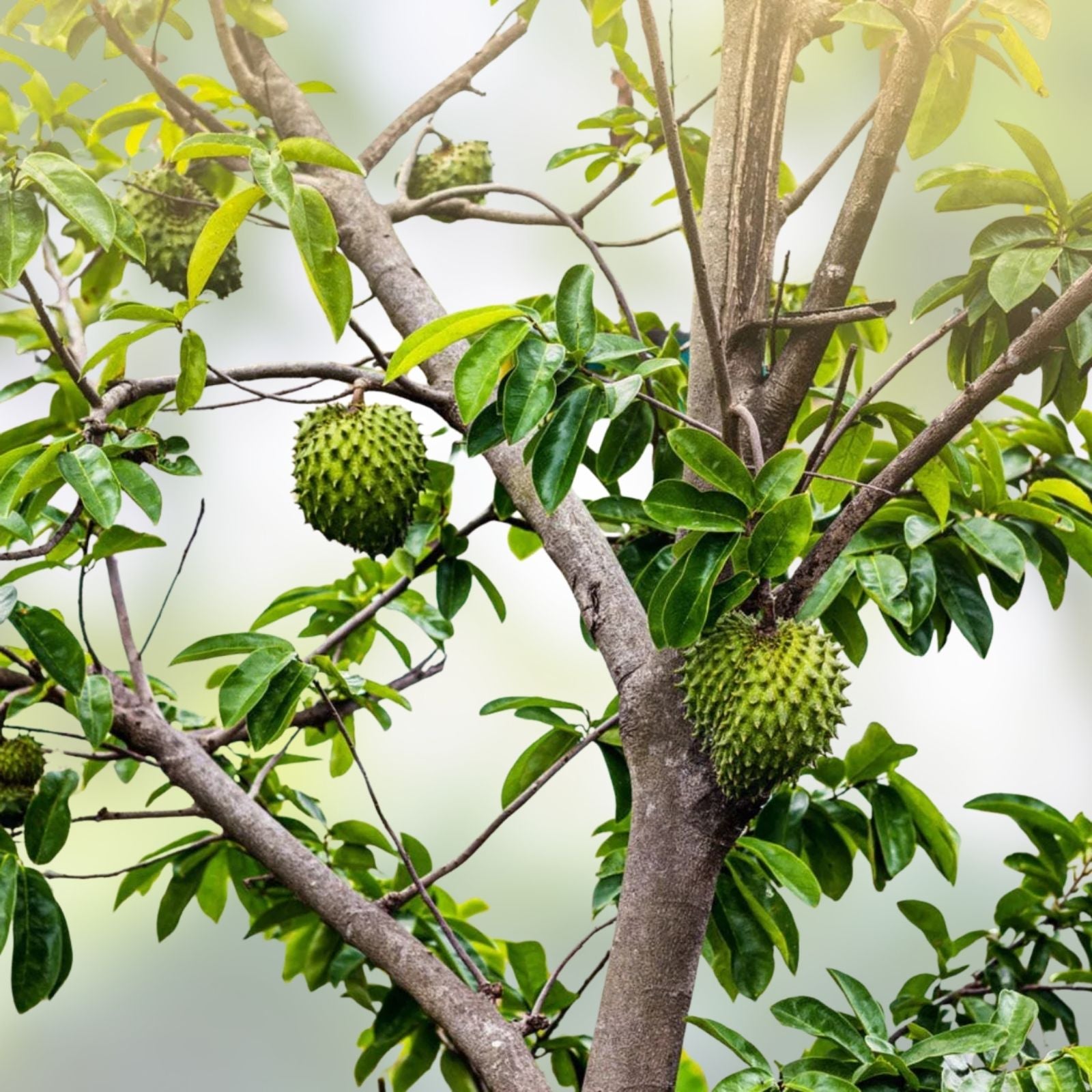 Soursop Tree 5" Pot | Tropical Fruit Plant | Annona muricata | Edible Fruit Tree | Guanábana | Live Plant, Starter, Bare Root
