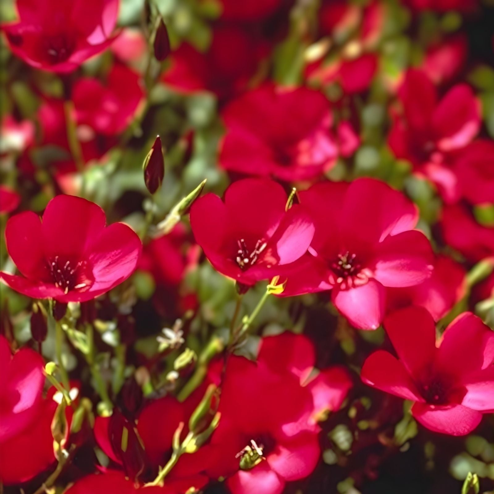 Organic Red Scarlet Flax Seeds 200 Count Non-GMO Heirloom Flower Planting Garden Seeds USA Grown