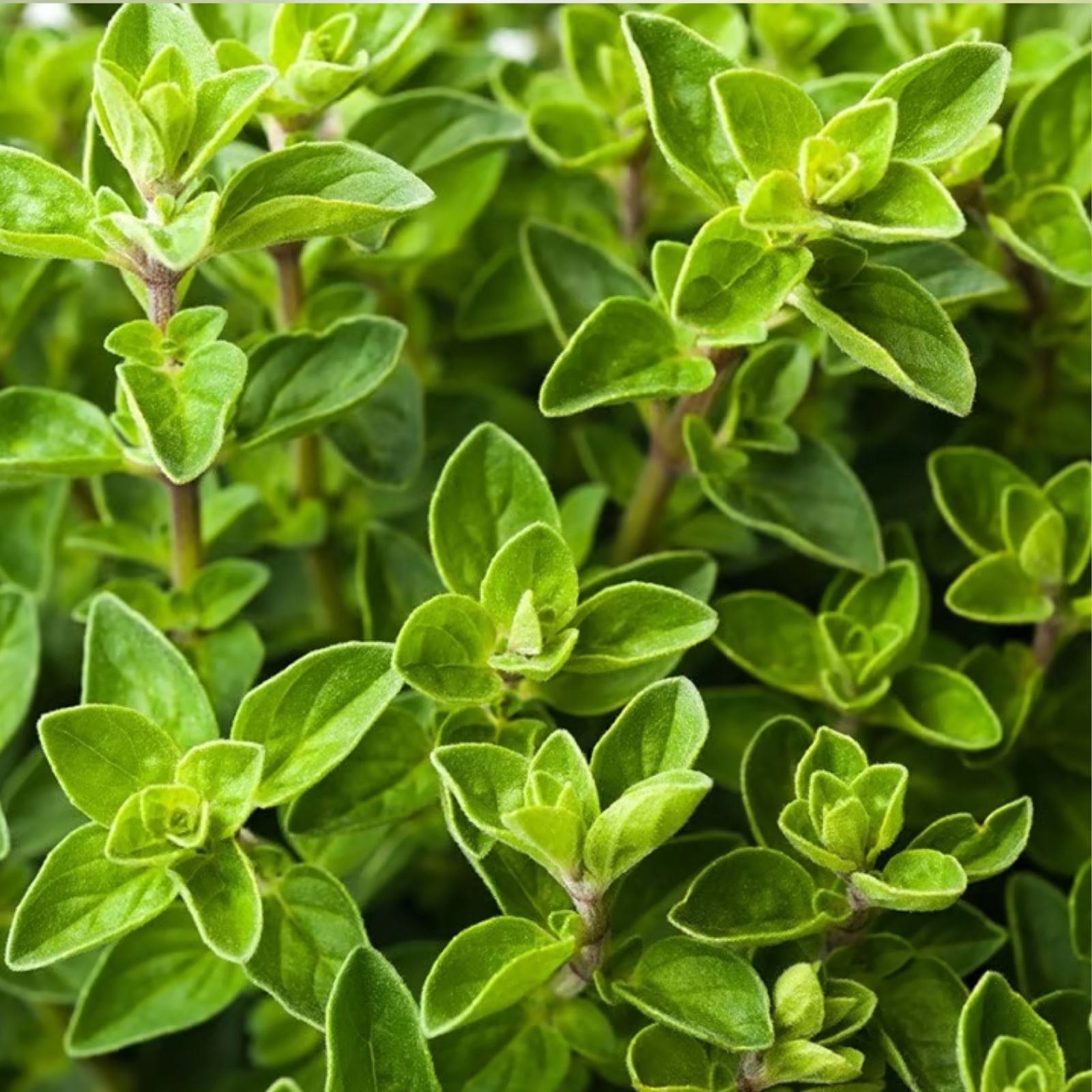 Oregano Live Herb Plant Set of 2 – Culinary Perennial in 4" Pots – Aromatic Spice Plant – Origanum vulgare