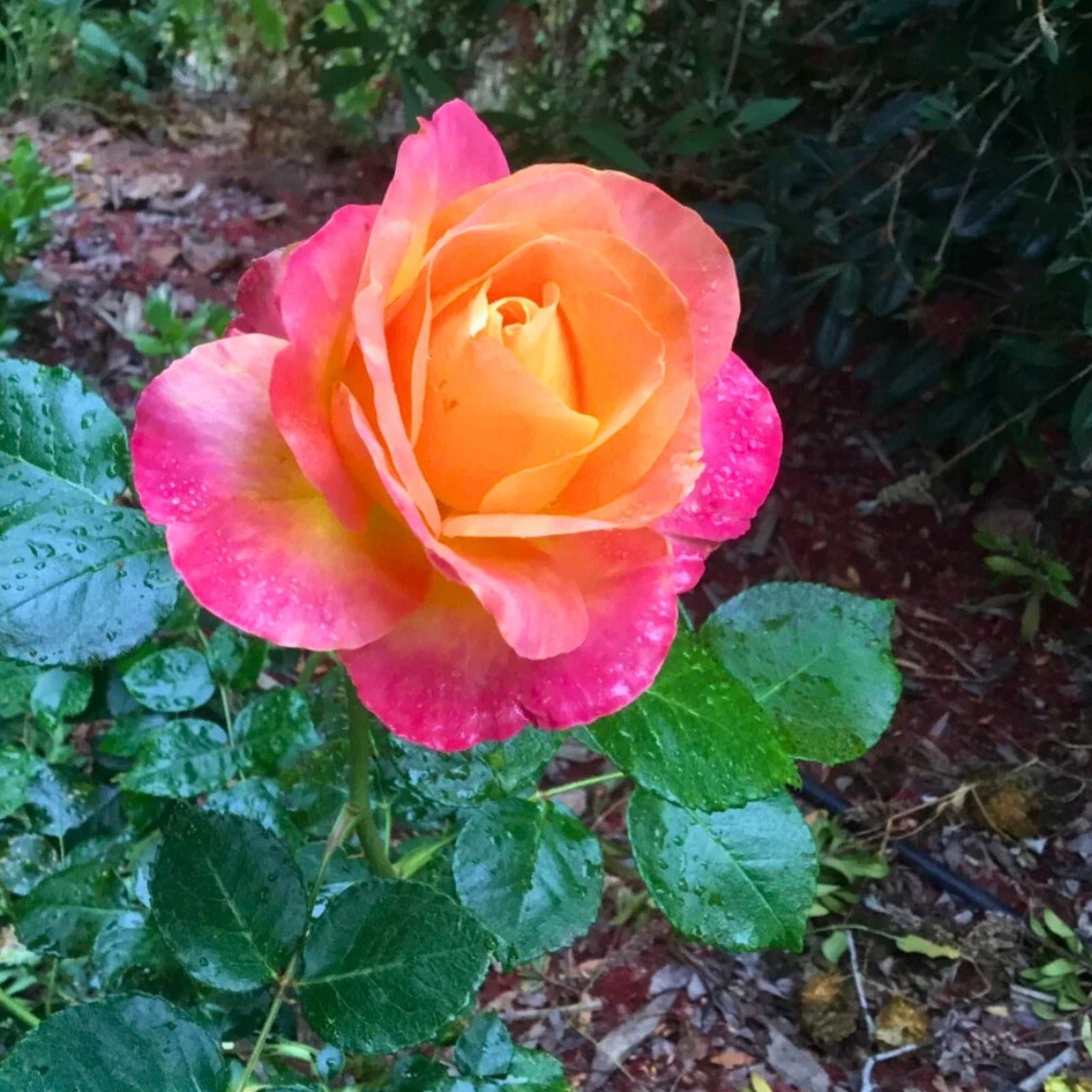 Rose Cuttings Glowing Sunset Rosa spp Vibrant Pink Orange Garden Flower Live Plant Starter
