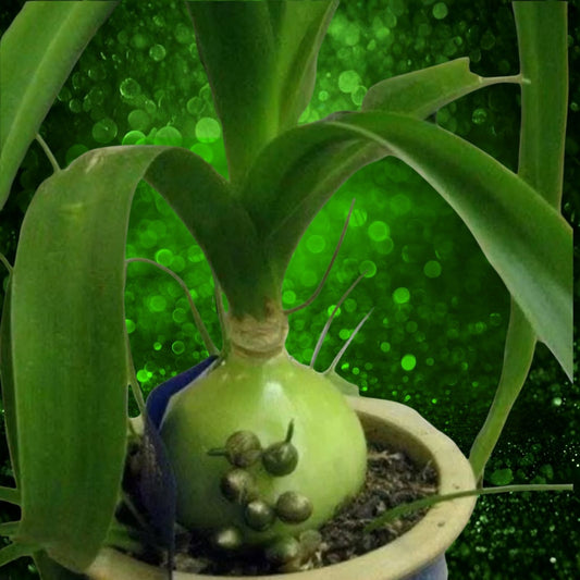 Live Albuca bracteata Onion Succulent Plant – Ornithogalum caudatum Starter Plant, Houseplant, Unique Gift for Plant Lovers