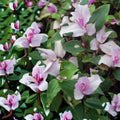 Variegated Tradescantia Blushing Bride Cuttings Wandering Jew Houseplant Starter Pack 3 Stems
