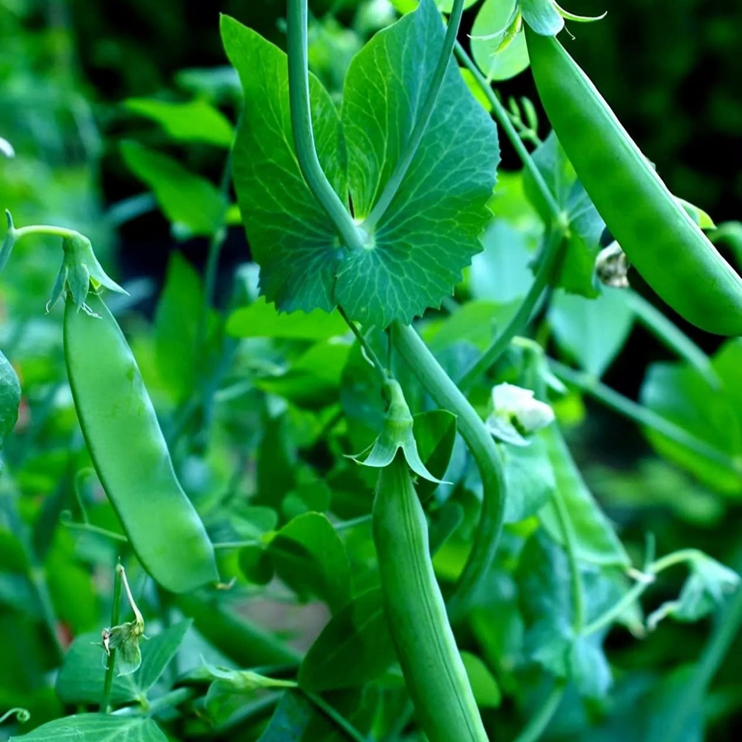 Sugar Snap Pea Seeds 100+ Count Heirloom Vegetable Seeds for Gardening, Pisum sativum, Live Plant, Starter, Cutting, Bare Root