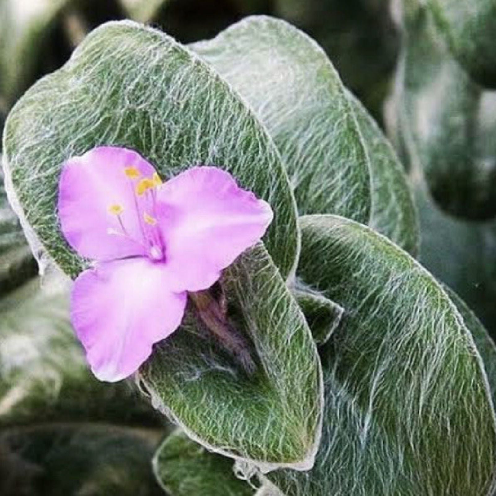 Fluzzy White Velvet Tradescantia Sillamontana Cuttings 2" Pot – Live Indoor Plant for Gardening and Decor