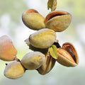 Almond Tree Seeds 20 Pack – Prunus dulcis Fruit Tree Seeds for Planting – Fast Growing Almond Seeds for Garden and Orchard