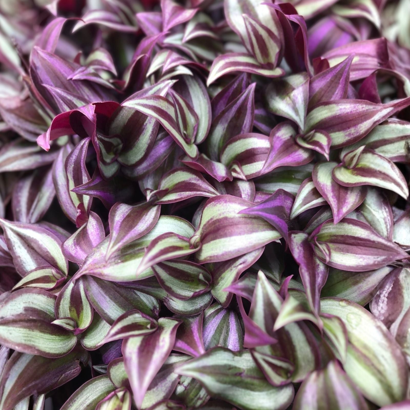 Burgundy Tradescantia Zebrina Live Plant Cuttings, Wandering Jew, Indoor Houseplant, Unrooted Starter Plants, Easy to Grow