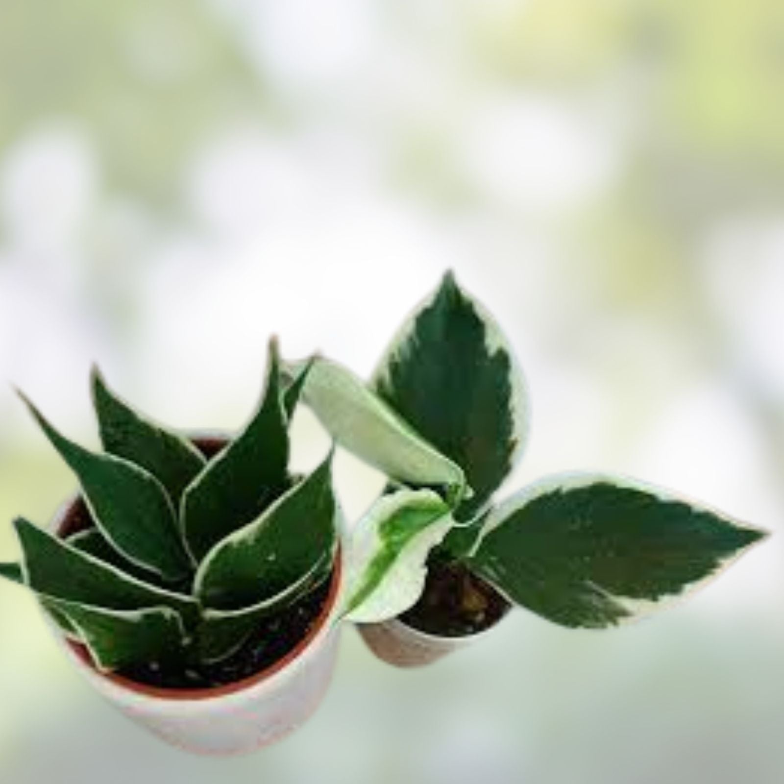 Hoya Cutting 1 Node Inner Variegated Hoya Polyneura Rare Houseplant Propagation - New Harvest