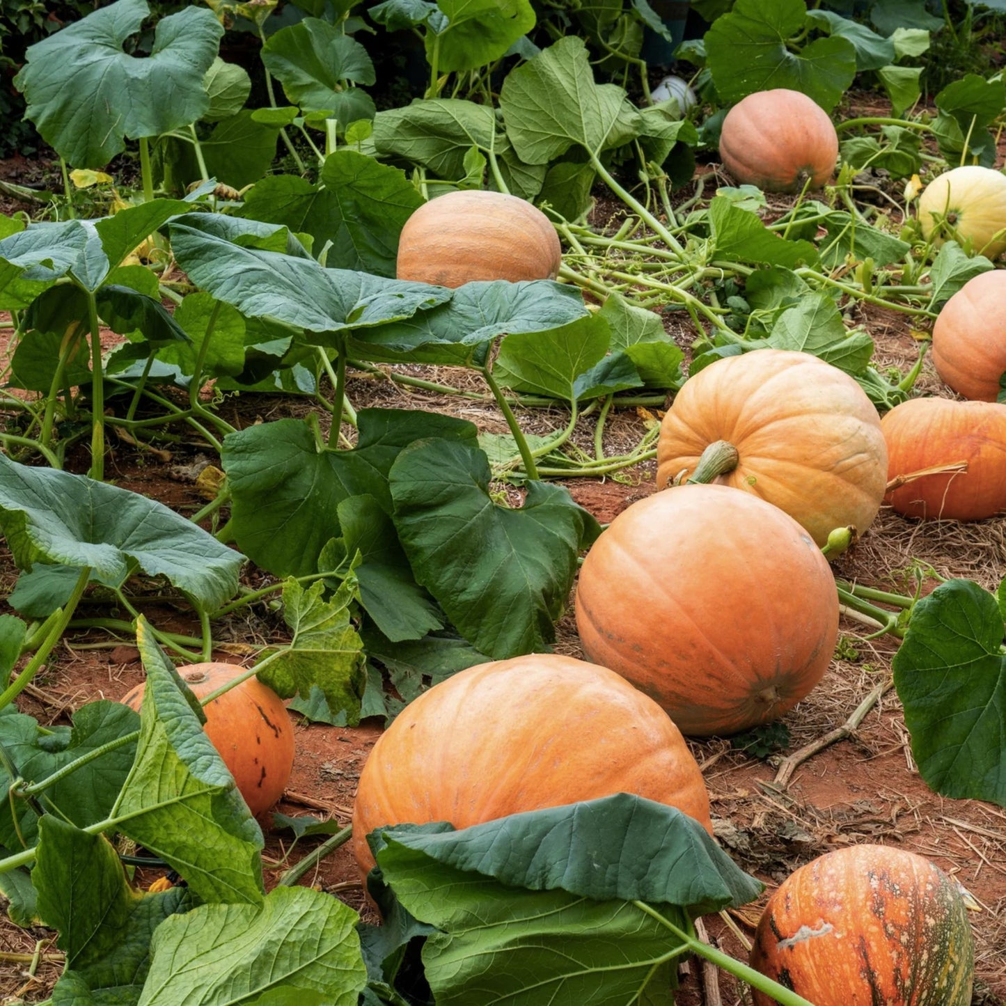 Heirloom Pumpkin Seeds 100 Count Small Sugar Non-GMO Organic Cucurbita pepo Live Plant or Seed