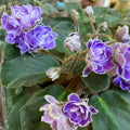 African Violet Leaves 2 Pack Optimara Trinidad II Live Plant Cuttings Houseplant Propagation
