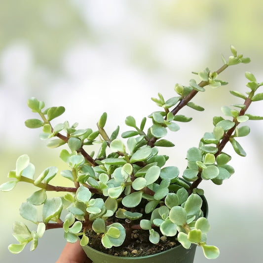 Mini Jade Tree Plant 4" Portulacaria Afra Elephant Bush Succulent Live Houseplant for Home Decor
