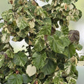 Variegated Mahoe Hibiscus Tree Plant - Rooted Cutting - Tropical Foliage - Hibiscus tiliaceus - Live Houseplant