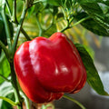 Tomato Seeds 1000 Count F1 Hybrid Beefsteak Red Juicy Solanum lycopersicum Vegetable Garden Plant