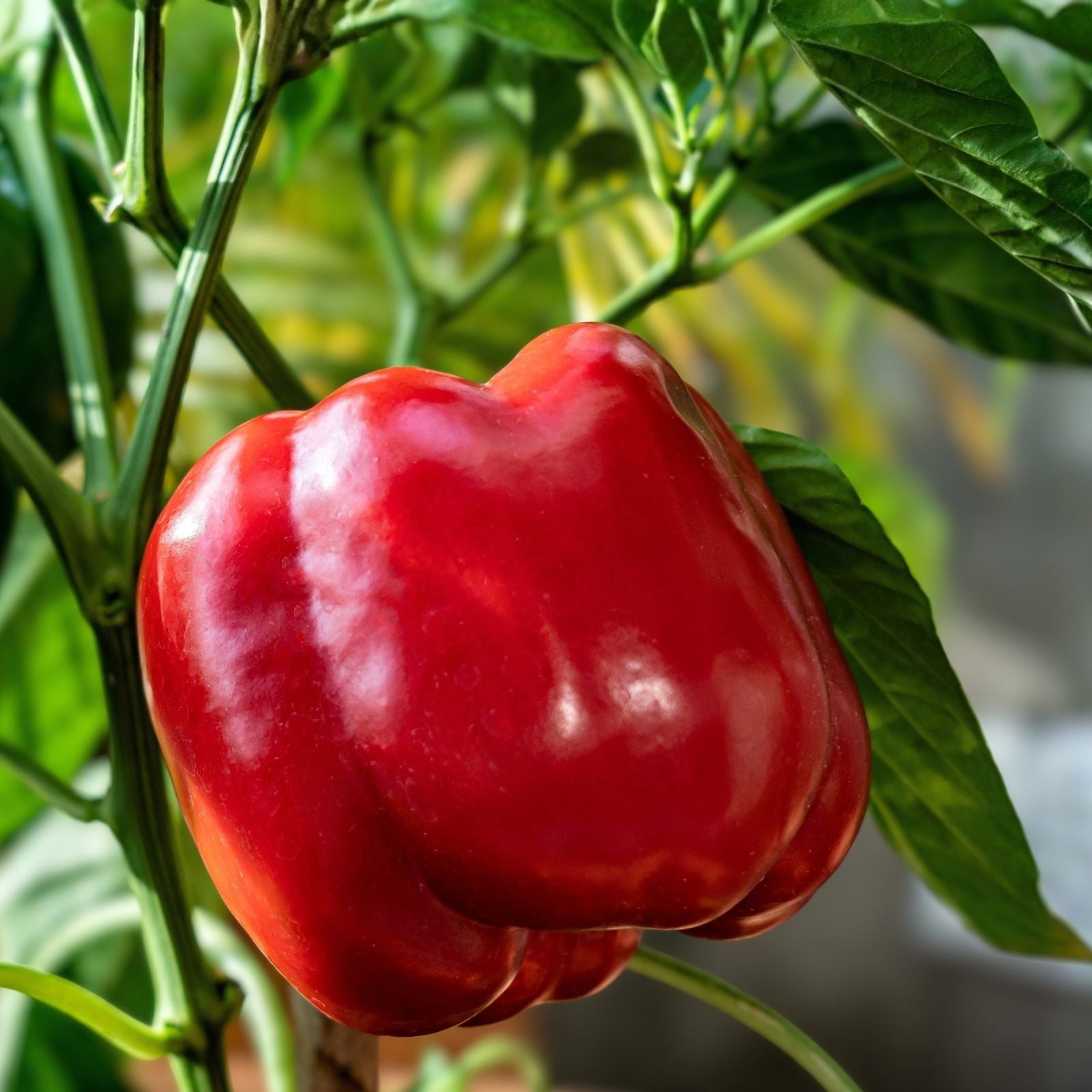 Tomato Seeds 1000 Count F1 Hybrid Beefsteak Red Juicy Solanum lycopersicum Vegetable Garden Plant