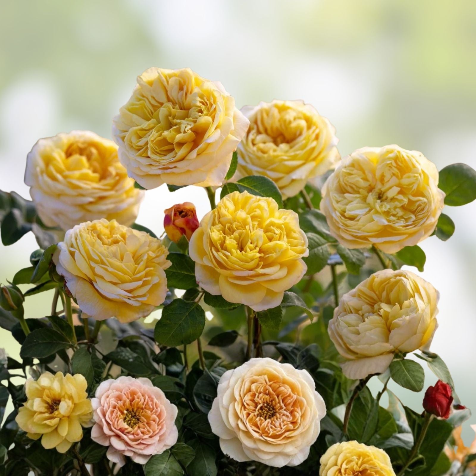 Unrooted Rose Cuttings 3 Pack Auspeet Variety Live Plant Starter Rosa spp. Bare Root Houseplant Gardening Supplies