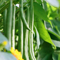 Heirloom Bean Seeds Collection 6 Organic Phaseolus vulgaris Vegetable Seeds for Home Gardening