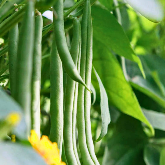 Heirloom Bean Seeds Collection 6 Organic Phaseolus vulgaris Vegetable Seeds for Home Gardening