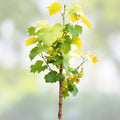 Grape Vine Cuttings Ladyfingers White Vitis vinifera Live Plant Starter Bare Root Fruit Plant