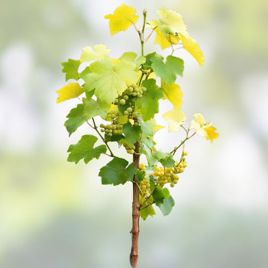 Grape Vine Cuttings Ladyfingers White Vitis vinifera Live Plant Starter Bare Root Fruit Plant