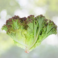 Heirloom Leaf Lettuce Seeds Prizehead Non-GMO Organic Salad Greens 50+ Live Plant Cutting Bare Root Starter Plant