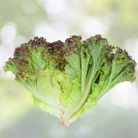 Heirloom Leaf Lettuce Seeds Prizehead Non-GMO Organic Salad Greens 50+ Live Plant Cutting Bare Root Starter Plant