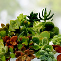 Rooted Plant Cuttings 15 Assorted Varieties for Gardening Propagation Houseplant Gift