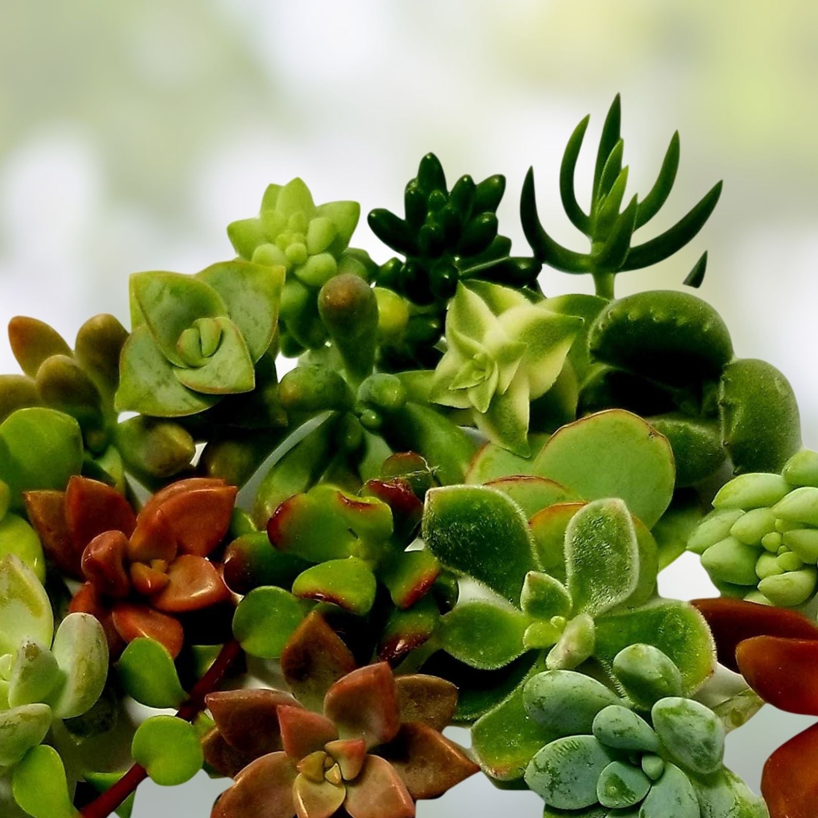 Rooted Plant Cuttings 15 Assorted Varieties for Gardening Propagation Houseplant Gift