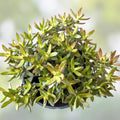 Crassula Rubricaulis Butterfly Bush Succulent Live Plant 2 Inch Drought-Tolerant Houseplant Garden Decor