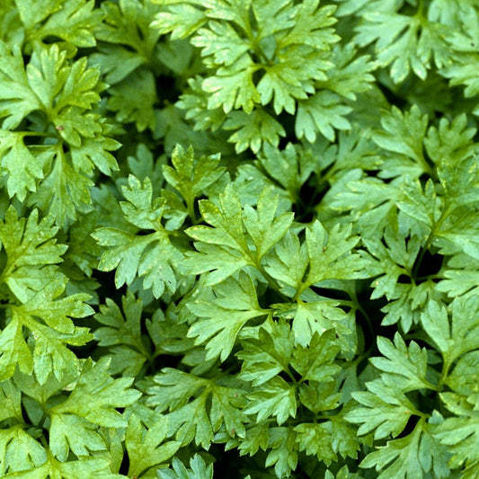 Heirloom Chervil Seeds Non-GMO Anthriscus cerefolium Herb Seeds for Cooking Gardening 1000+