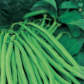Slenderette Bush Bean Seeds Non-GMO Phaseolus vulgaris Vegetable Seeds Starter Plant 20+