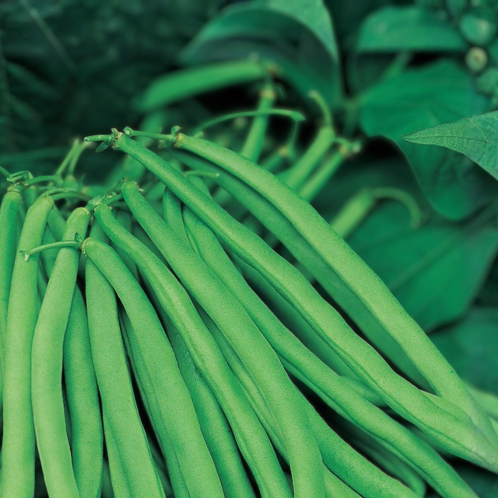 Slenderette Bush Bean Seeds Non-GMO Phaseolus vulgaris Vegetable Seeds Starter Plant 20+