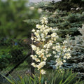 Adam's Needle Yucca Plant 12" Bare Root – Indoor Outdoor Garden Plant Yucca filamentosa White Flowers