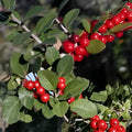 Yaupon Holly Seeds 40 Pack Ilex vomitoria Native Caffeine Tea Bush Live Plant Bare Root Starter Shrub