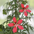 Foxglove Flower Seeds - Mixed Color, Over 1,000 Seeds, Digitalis purpurea, Perennial Garden Flower Seeds, Fast Growing