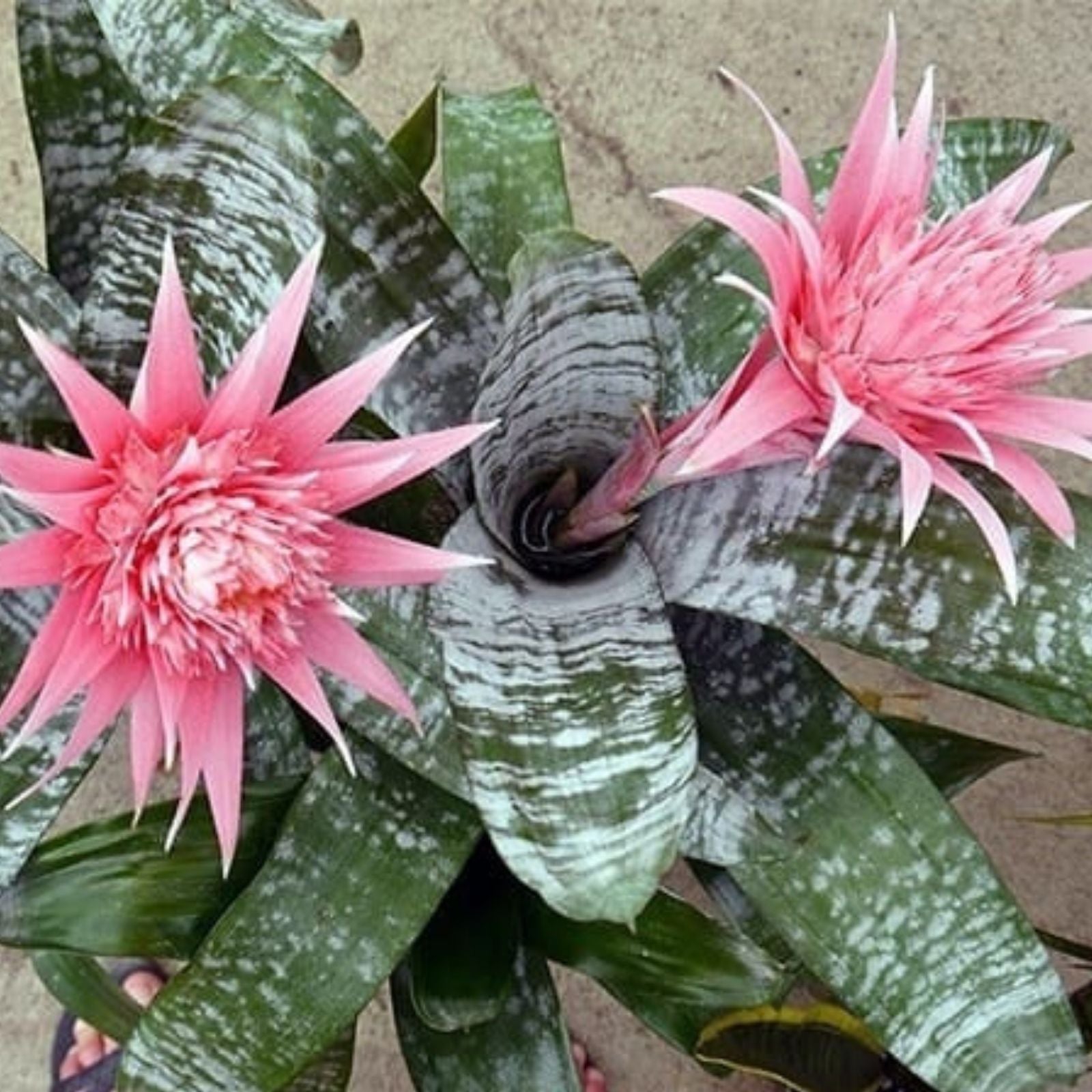 Aechmea 'Burgundy' Bromeliad Live Cutting Tropical Indoor Houseplant Garden Propagation